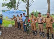 Dukung Program Ketapang, Bumdes Berkah Desa Pasir Gintung Jayanti Gelar Penanaman Jagung Hibrida