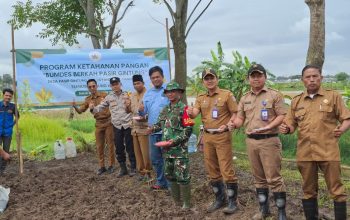 Dukung Program Ketapang, Bumdes Berkah Desa Pasir Gintung Jayanti Gelar Penanaman Jagung Hibrida